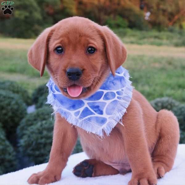 Forest, Fox Red Labrador Retriever Puppy